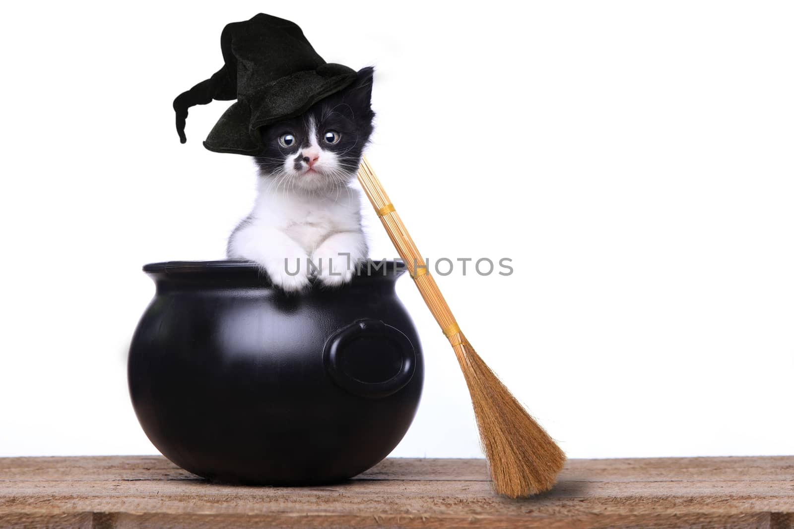 Adorable Kitten Dressed as a Halloween Witch With Hat and Broom  by tobkatrina