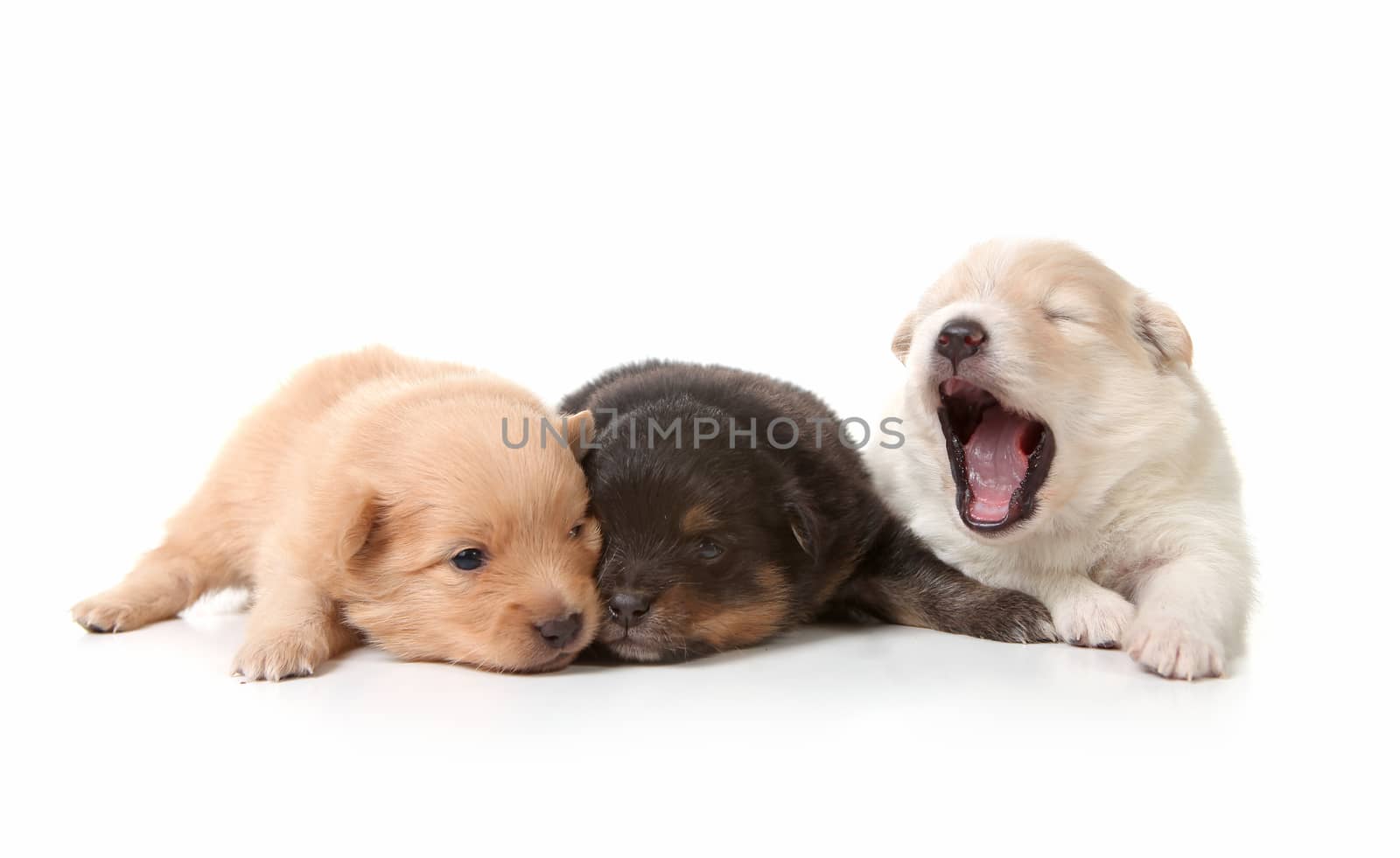 Yawning Sweet and Cuddly Newborn Puppies on White