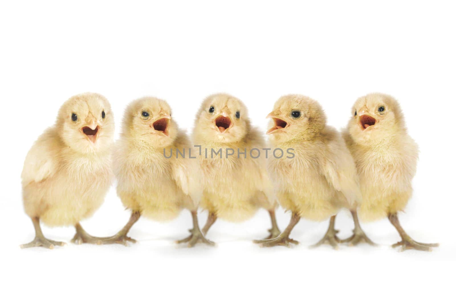Cute Yellow Baby Chicks Lined Up Singing by tobkatrina