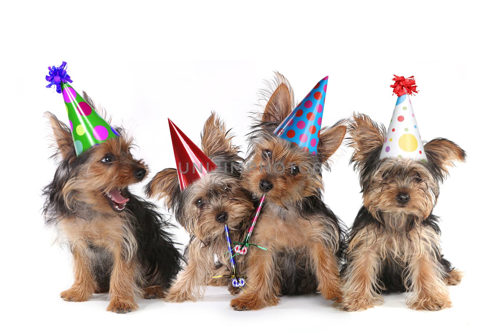 Happy Birthday Theme Yorkshire Terrier Puppies on White Singing