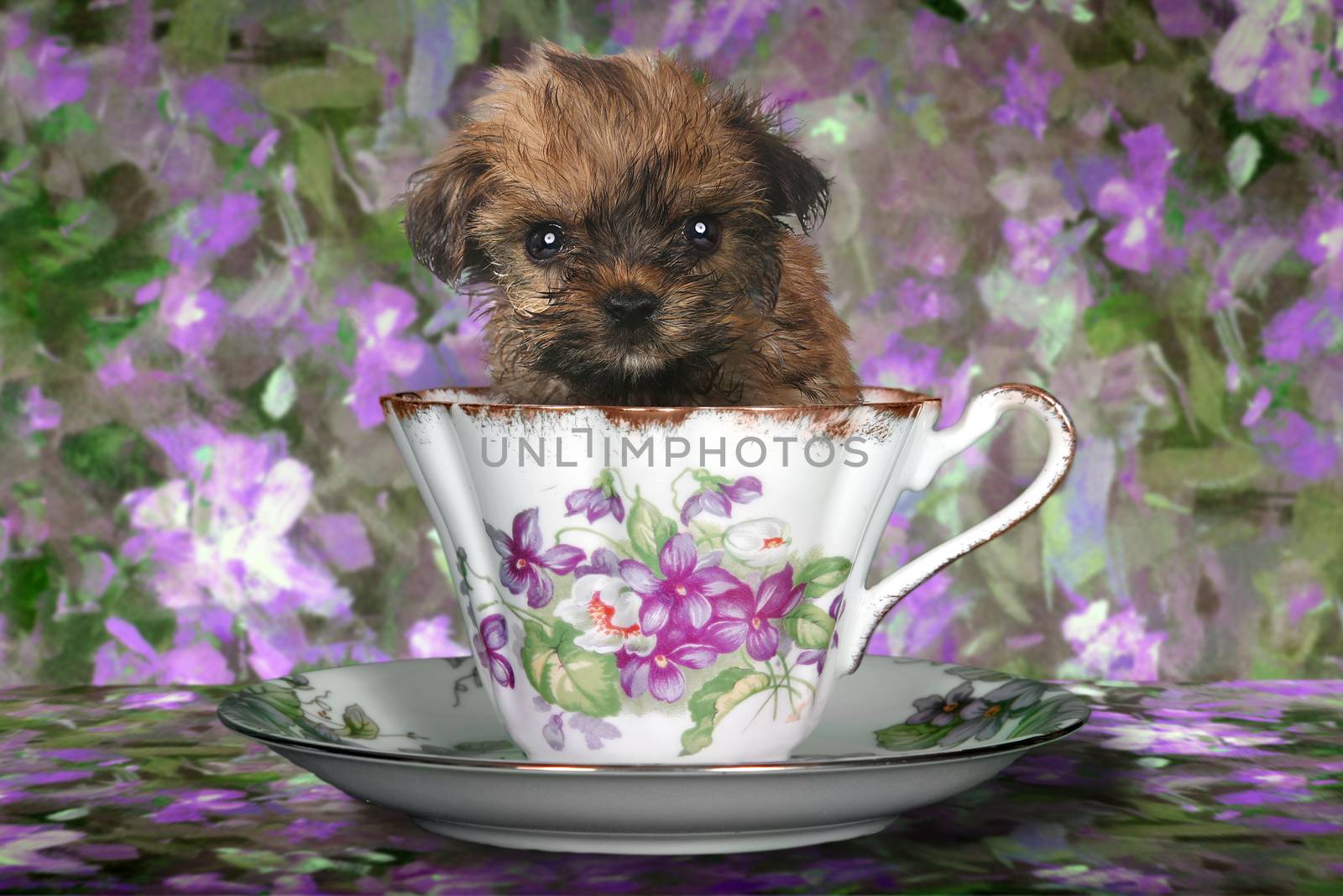 Yorkshire Terrier Puppy in a Teacup by tobkatrina