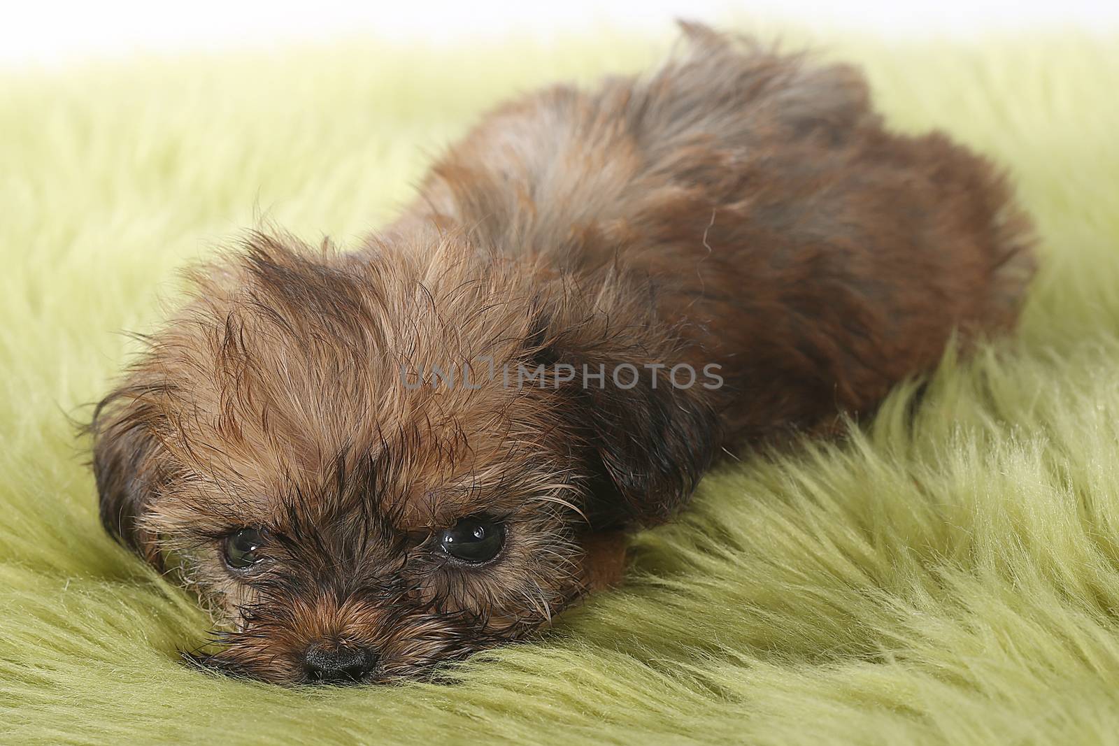 Teacup Yorkshire Terrier on White Background by tobkatrina