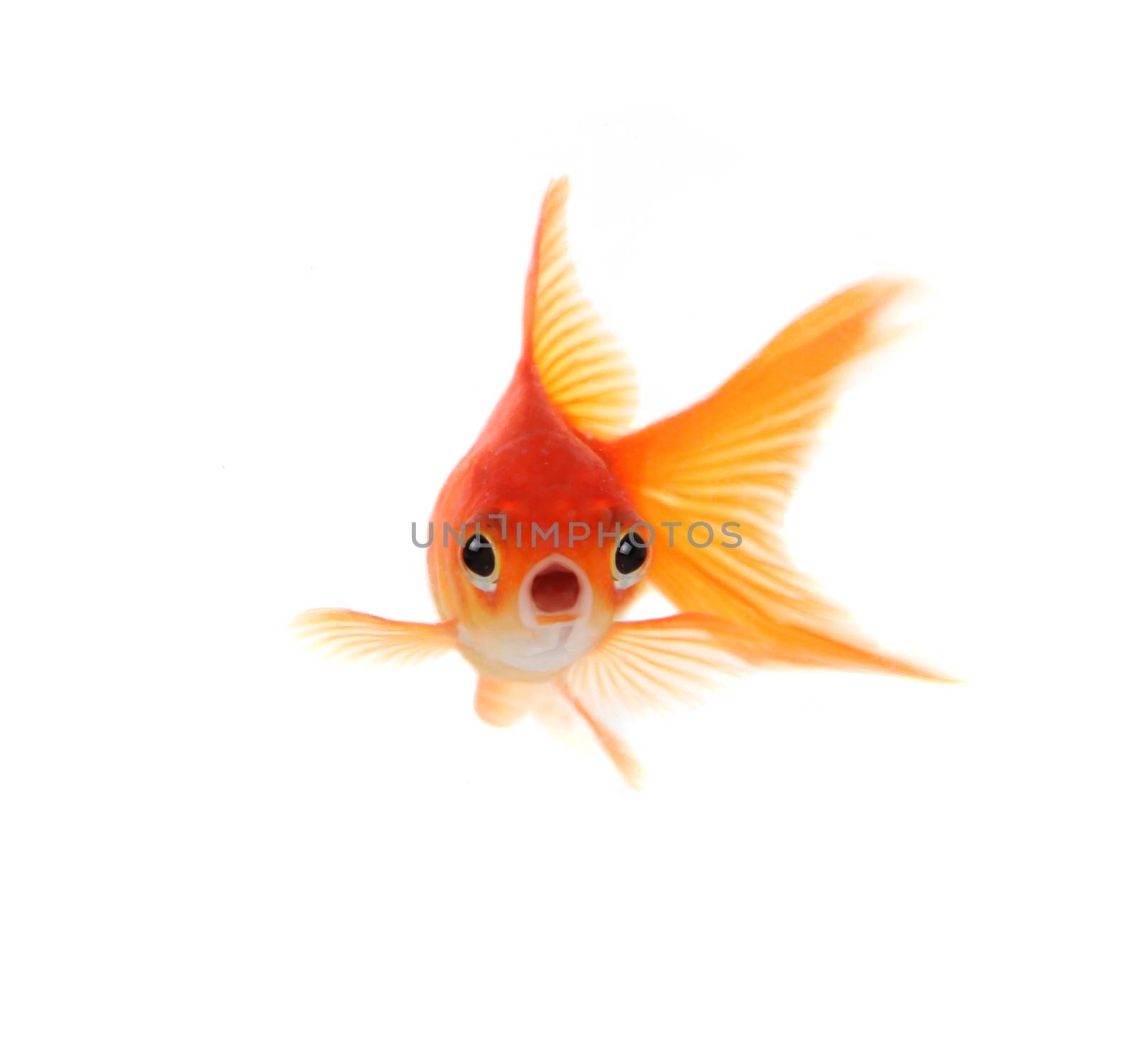 Shocked Goldfish Isolated on White Background by tobkatrina