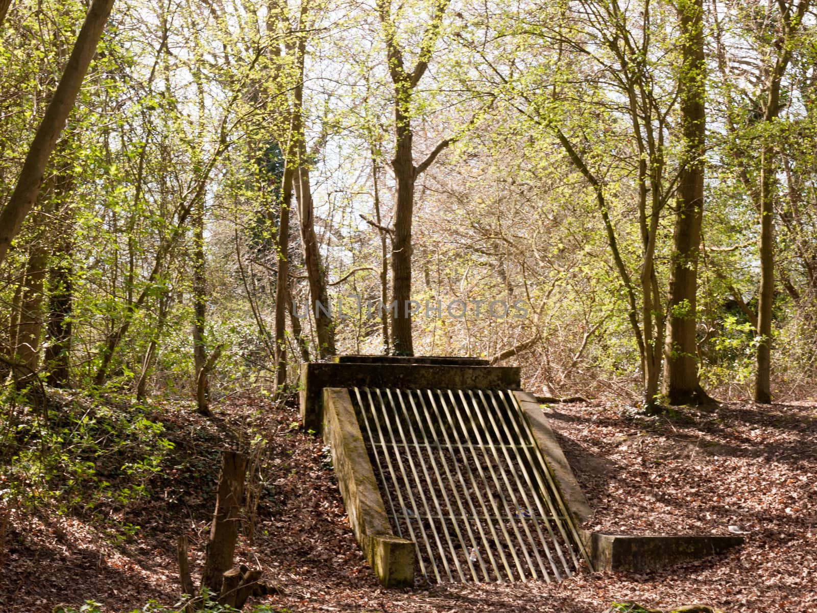 Woodland Forest with a Concrete and Iron Grate by callumrc