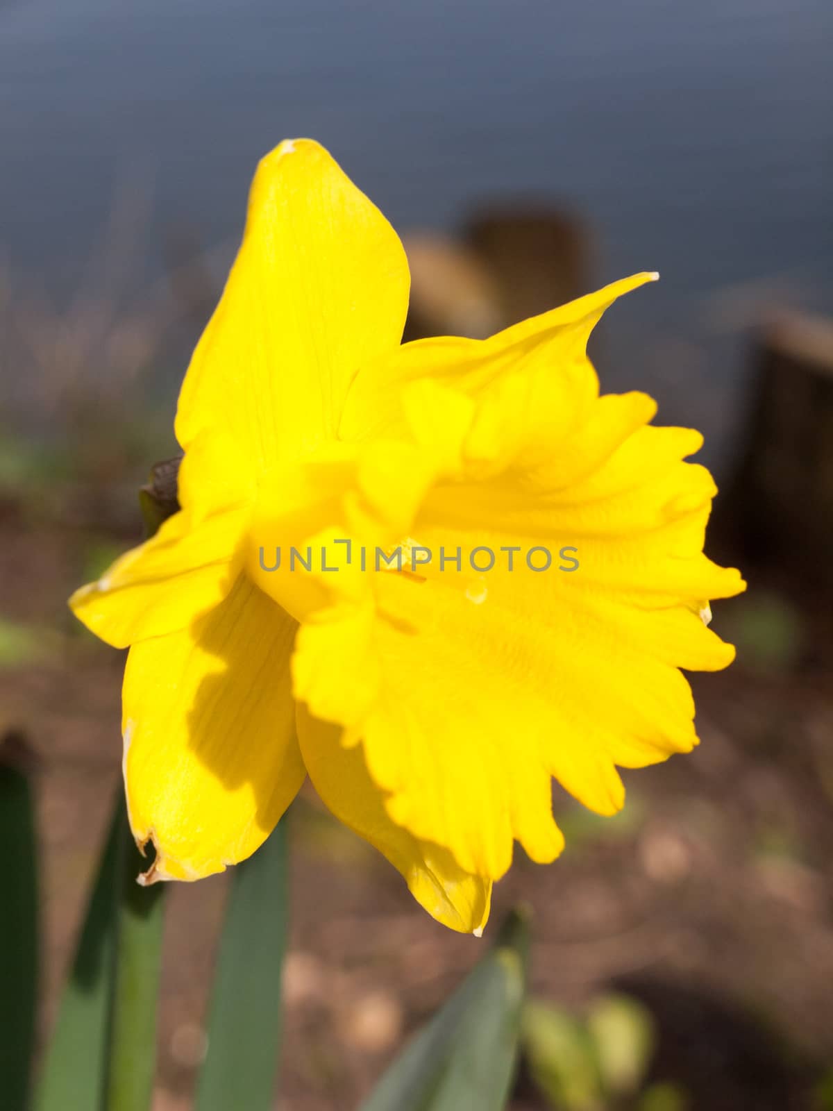 Gorgeous daffodils blooming in full in spring