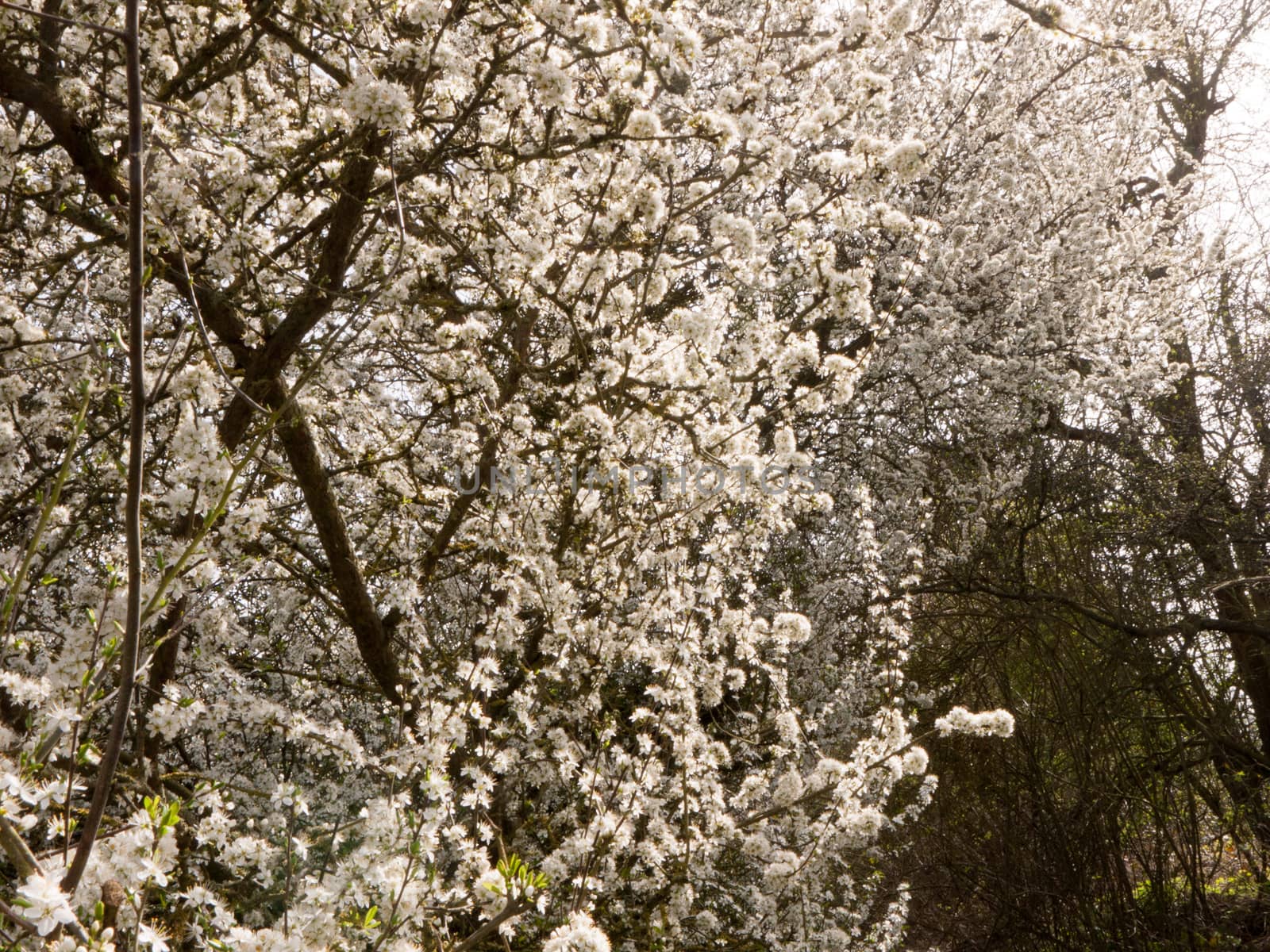 White Flowers in Spring Hanging on Trees in Spring by callumrc