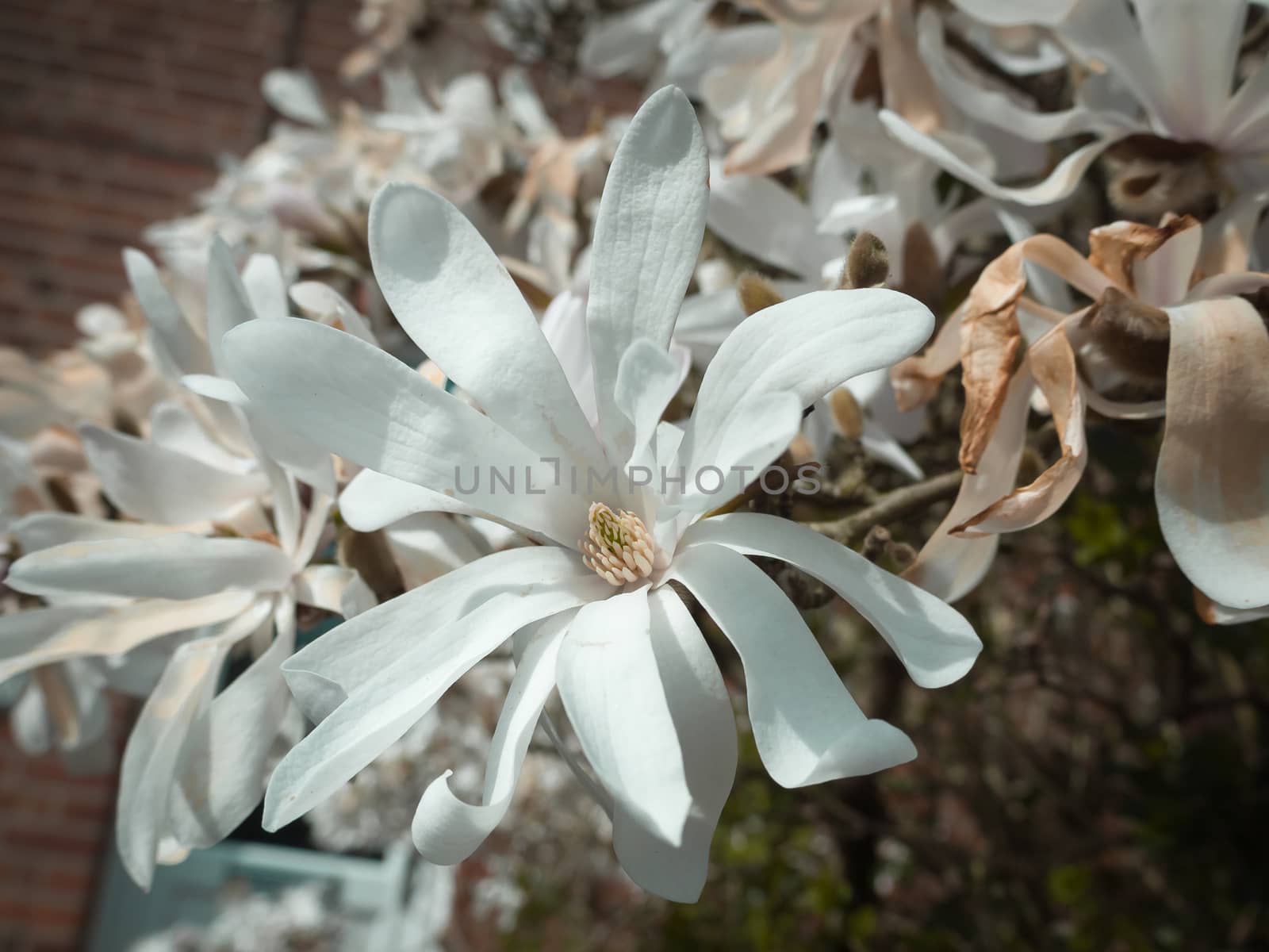 White magnolia flower head in the spring light
