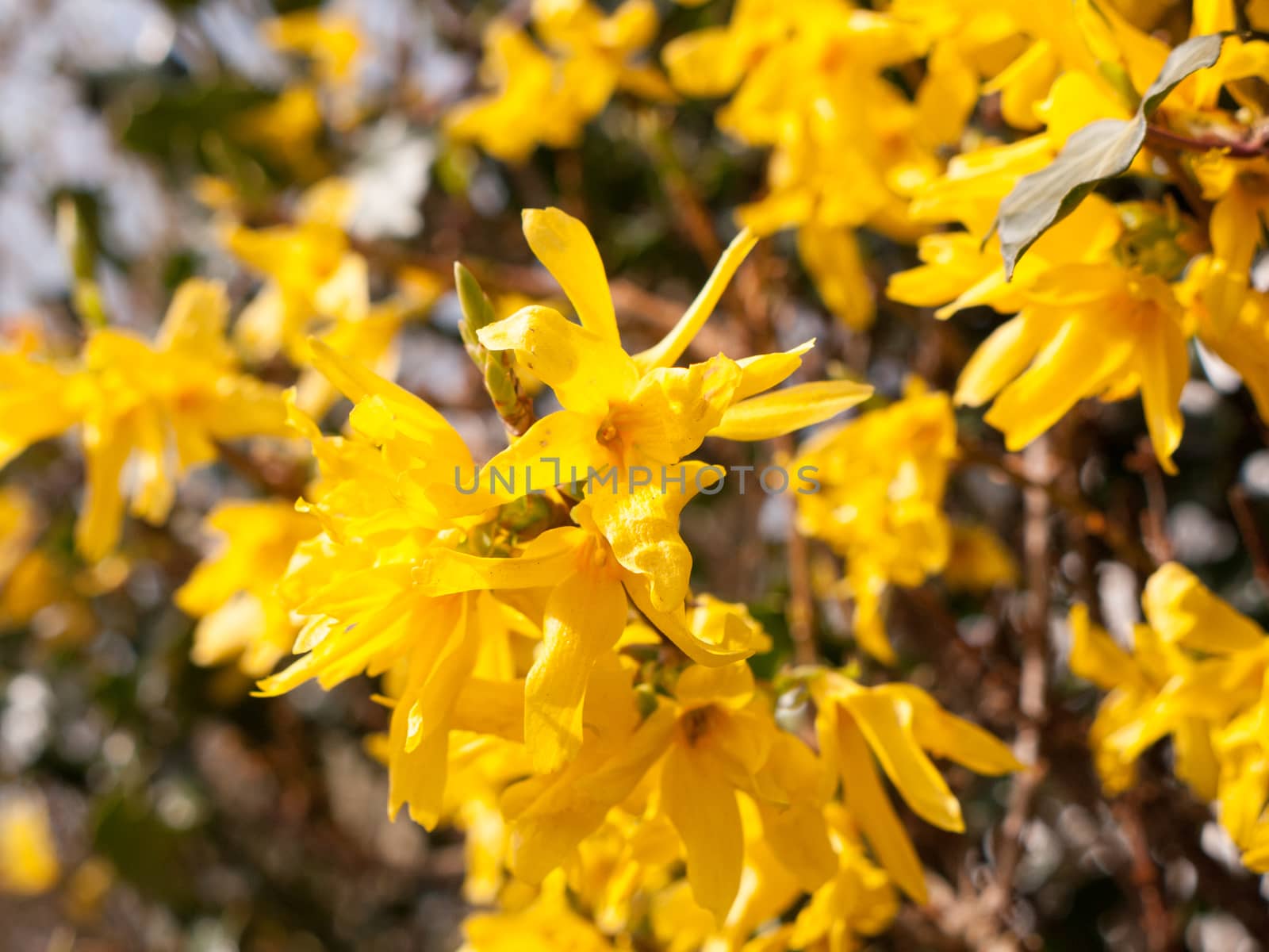 Close Up Shot of Yellow Flower Heads in Spring by callumrc