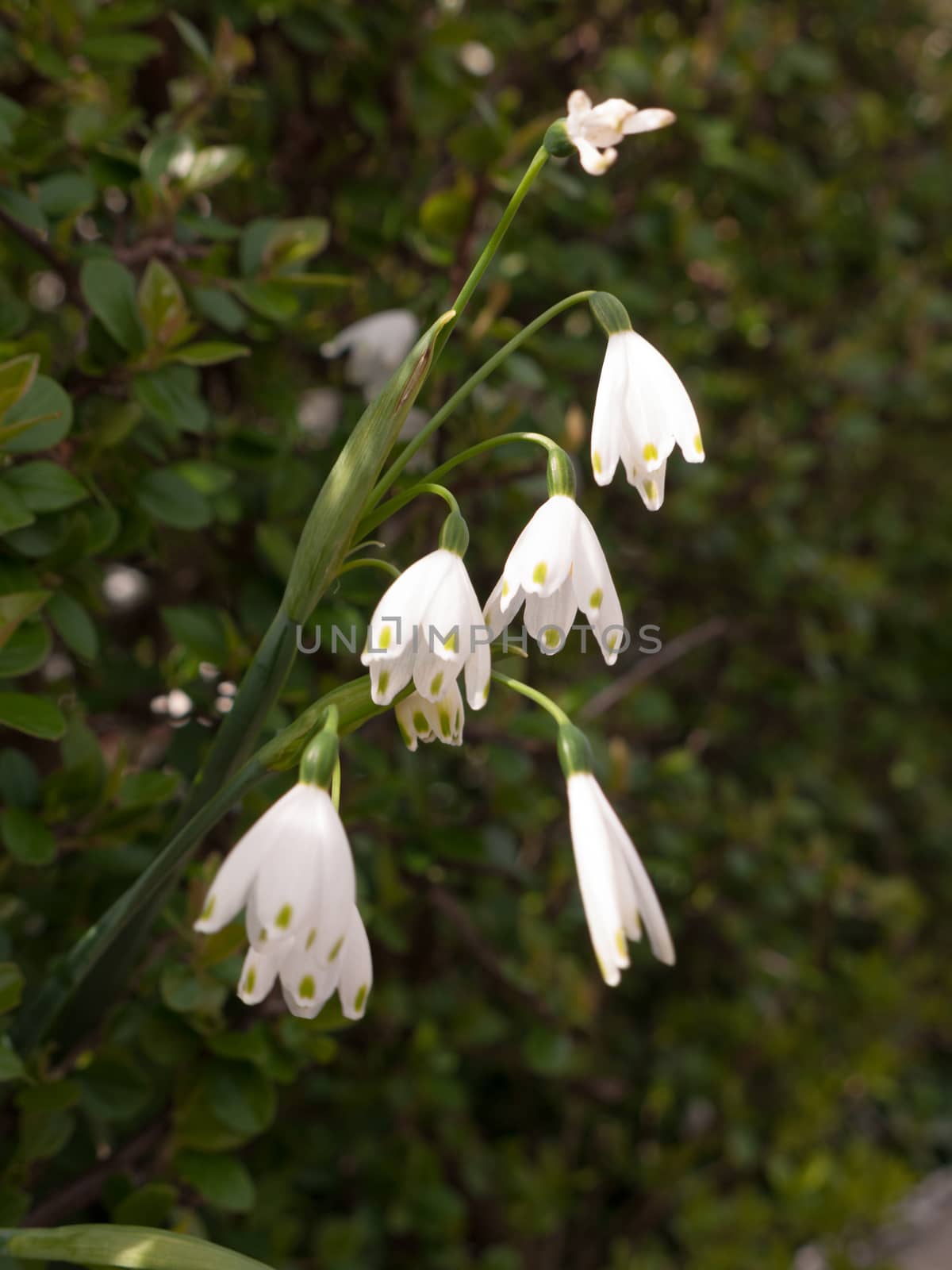 White snowdrop heads with a lush green background