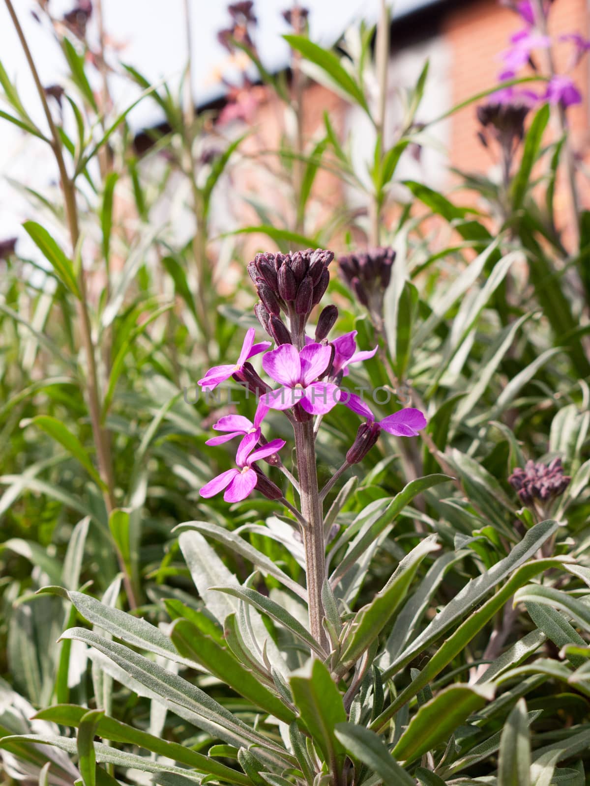 Purple Flower Heads in the Spring Light by callumrc