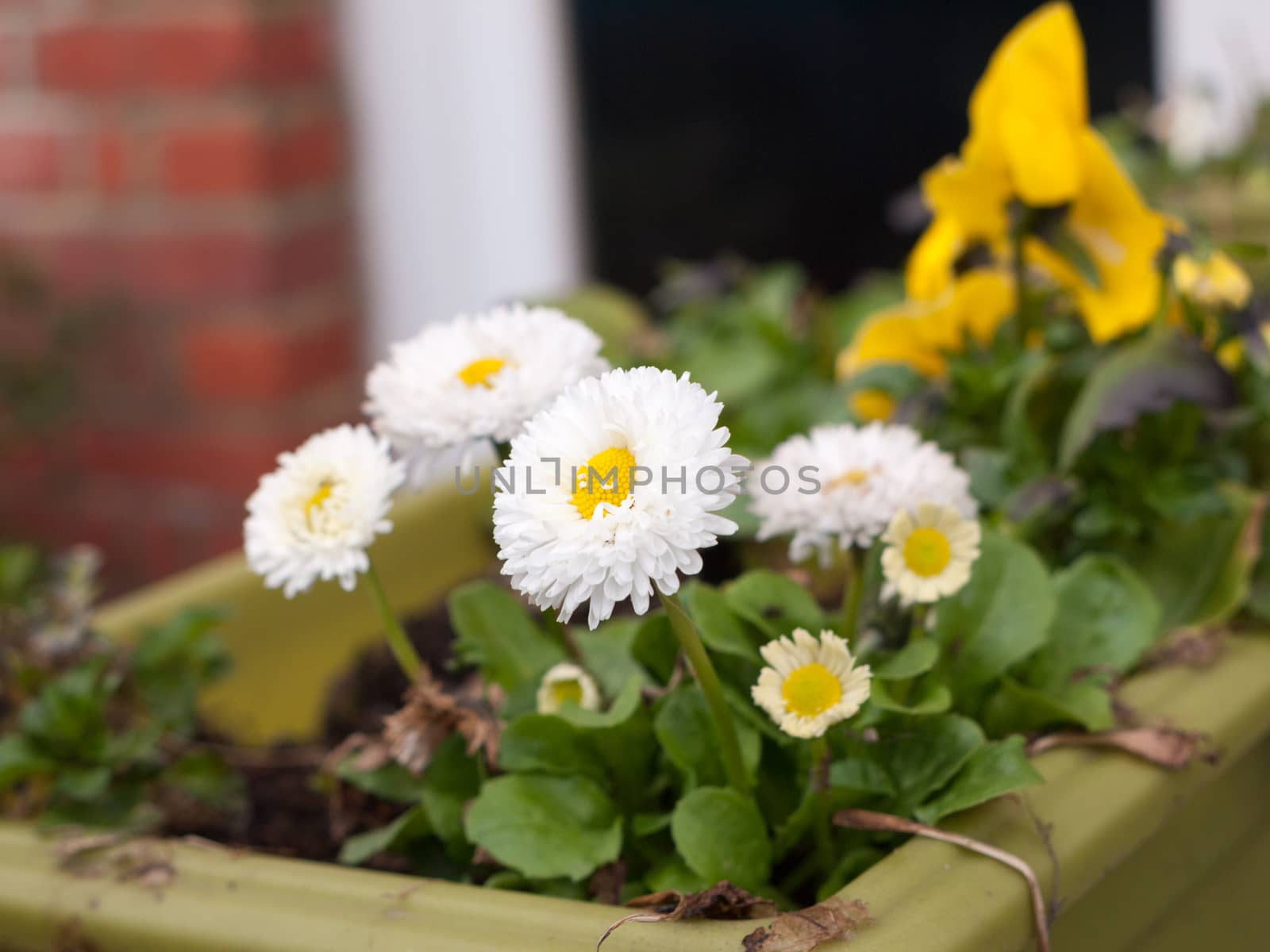 A plant pot with lovely white and fresh daisies