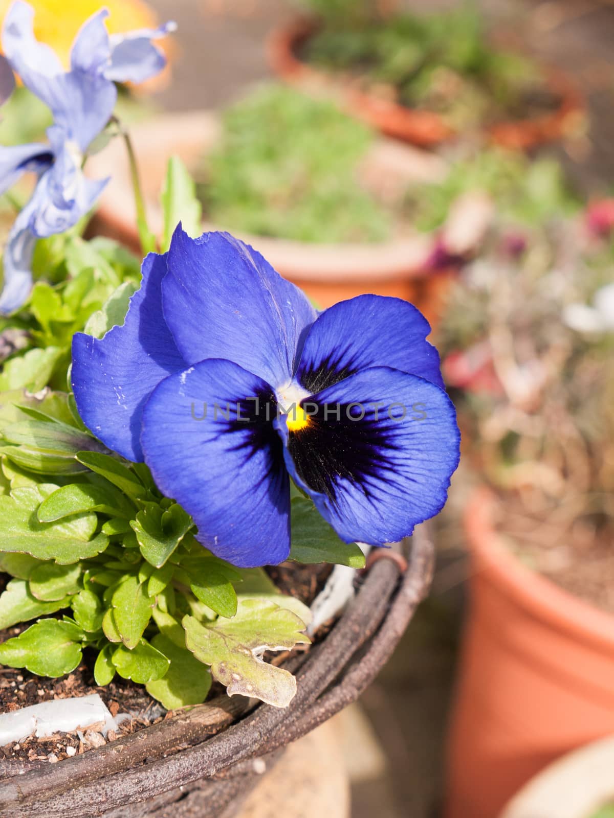 A beautiful blue flower head blooming in spring