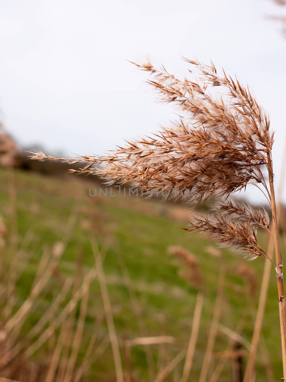 Lovely Reeds Shining Fresh in the Sun by callumrc