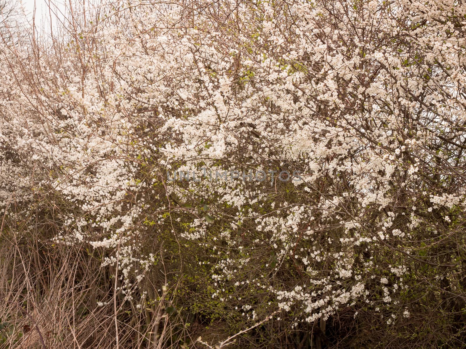 White Flowers Heads on a Tree in Spring by callumrc