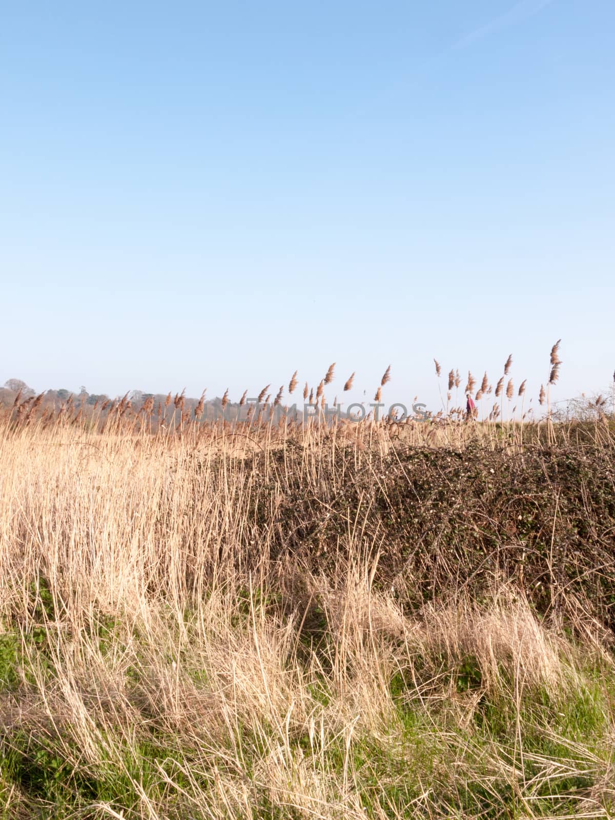 Beautiful Crips Winds Swaying in the Sun by callumrc