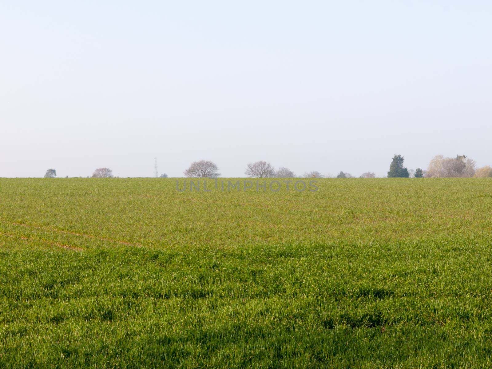 Lush Green Fields in the Height of Spring by callumrc