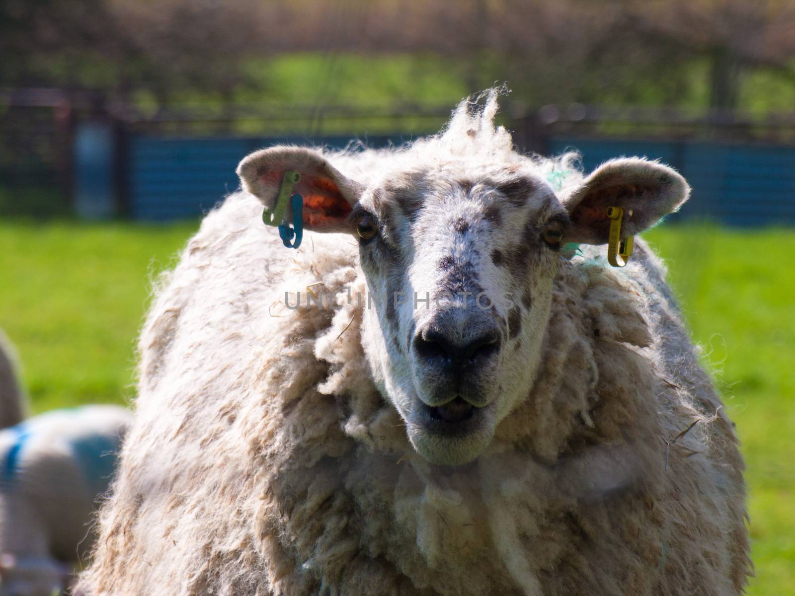 Wild sheep in a field