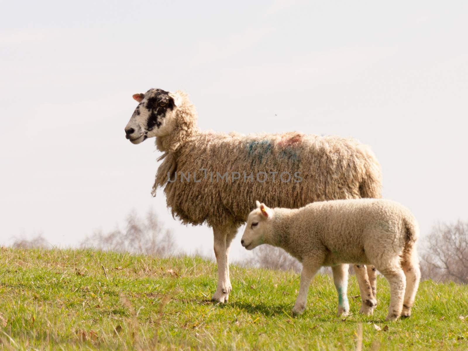 Wild sheep in a field