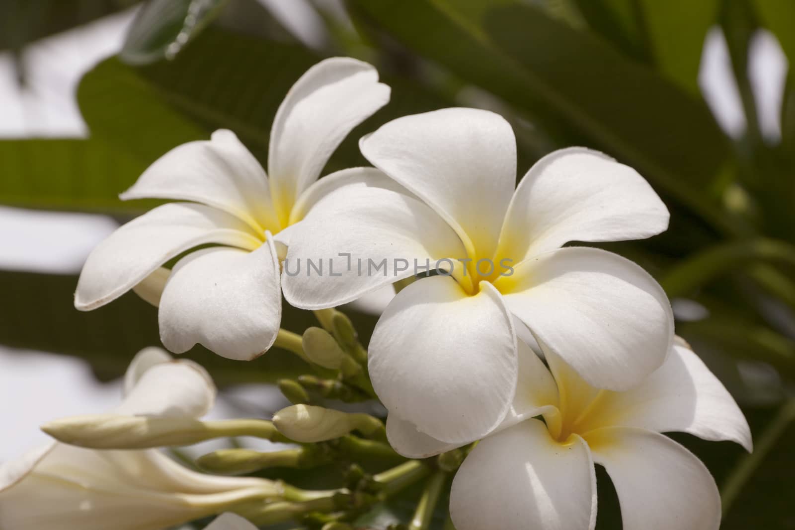 Plumeria on the plumeria tree frangipani tropical flowers.