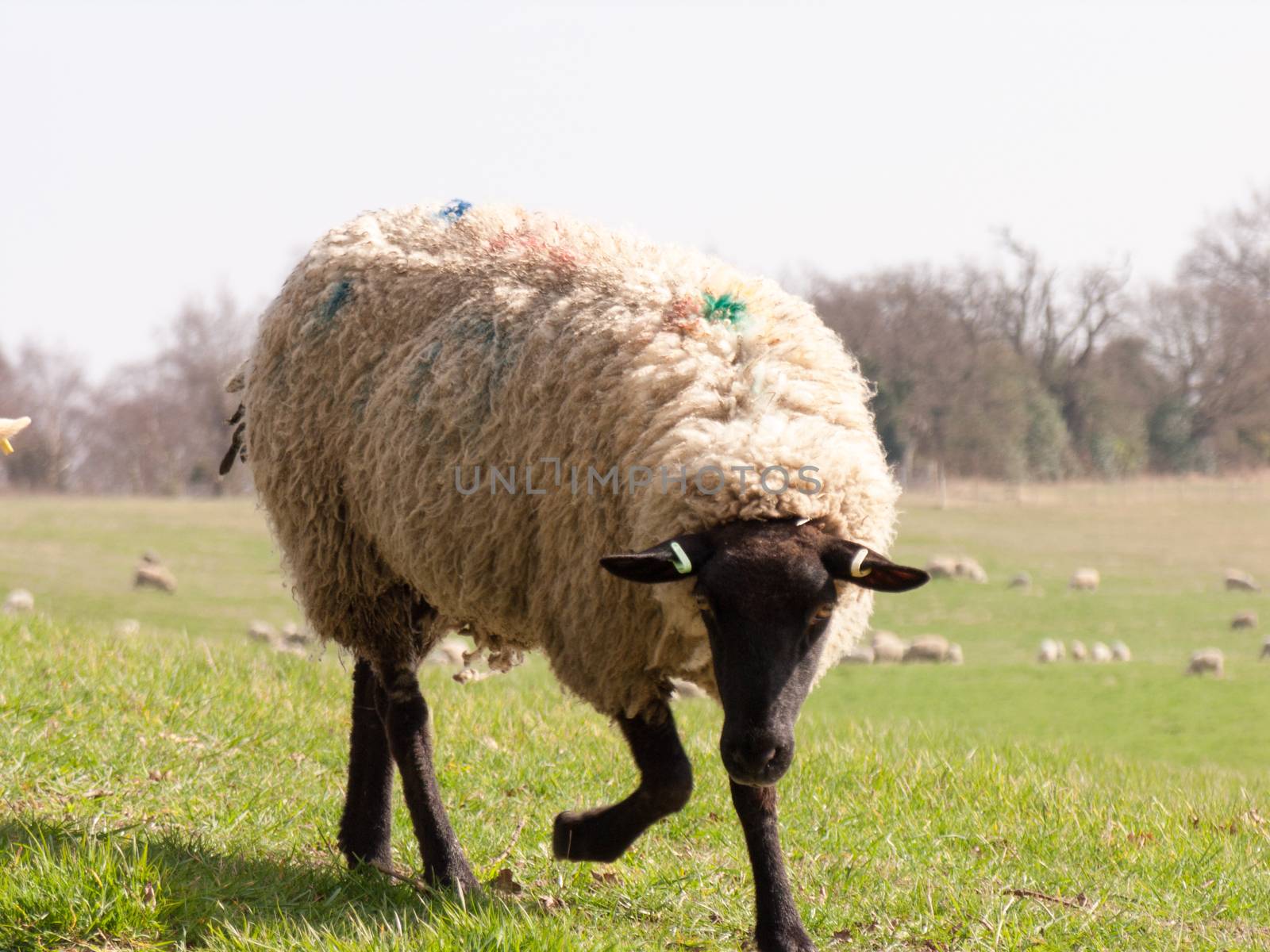 Wild sheep in a field