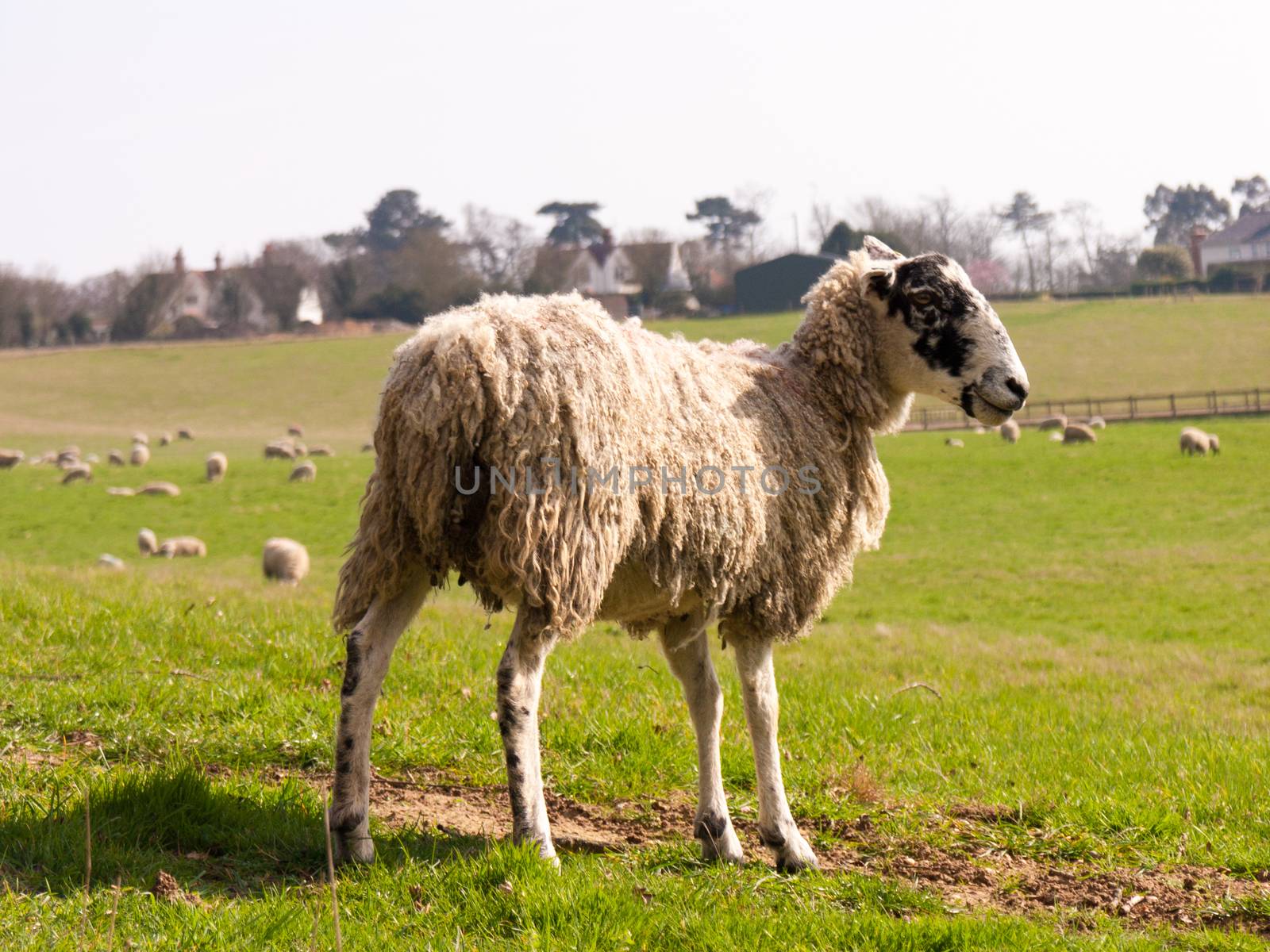 Wild sheep in a field