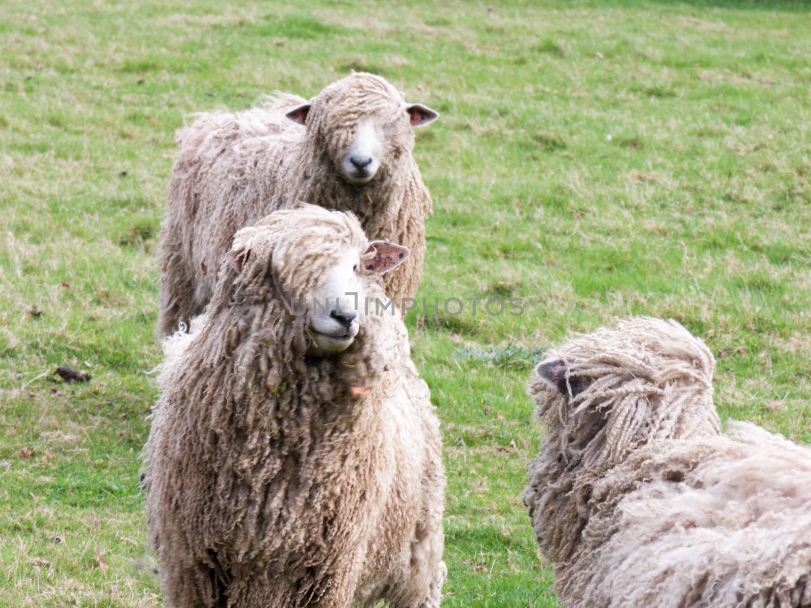 Wild sheep in a field