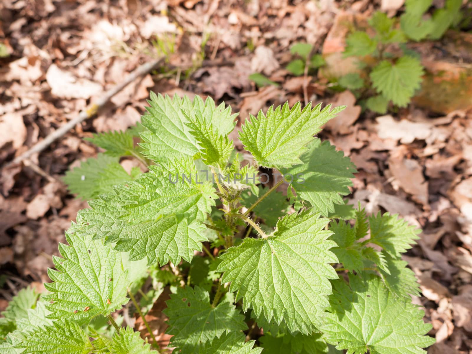 A bunch of stinging nettles on the floor