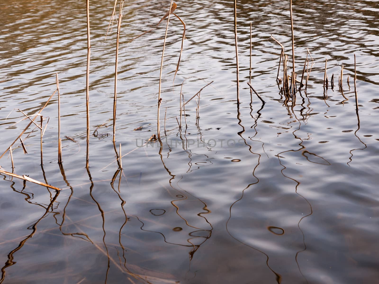 Reflection of Beautiful Reeds Reflected in the Water by callumrc