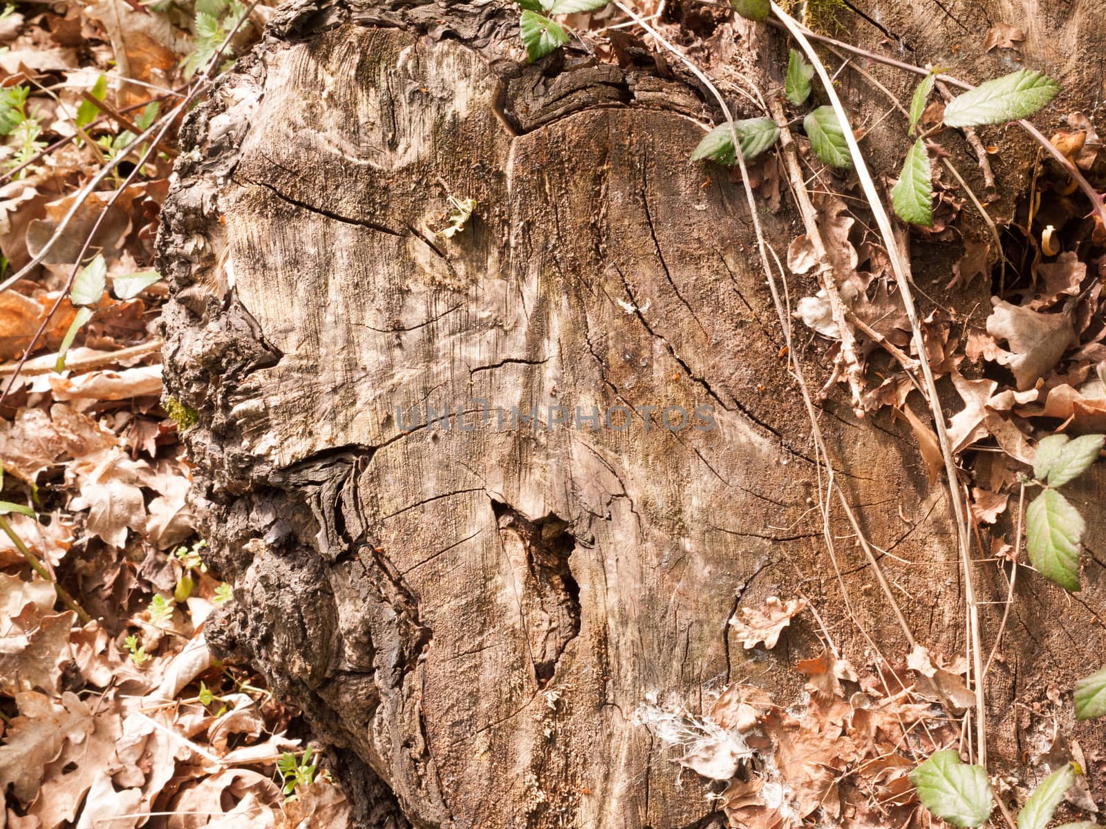 A Cut Tree Stump in the Sunlight with lots of Detail Stunning and Texture and Cracks with Leaves around on the Forest Floor