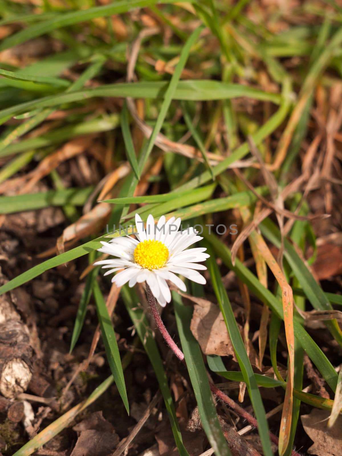 Horizontal White Daisy Flower Head with High Detail and Sunlight, with Grass Leaves on the Floor Serene and Peaceful