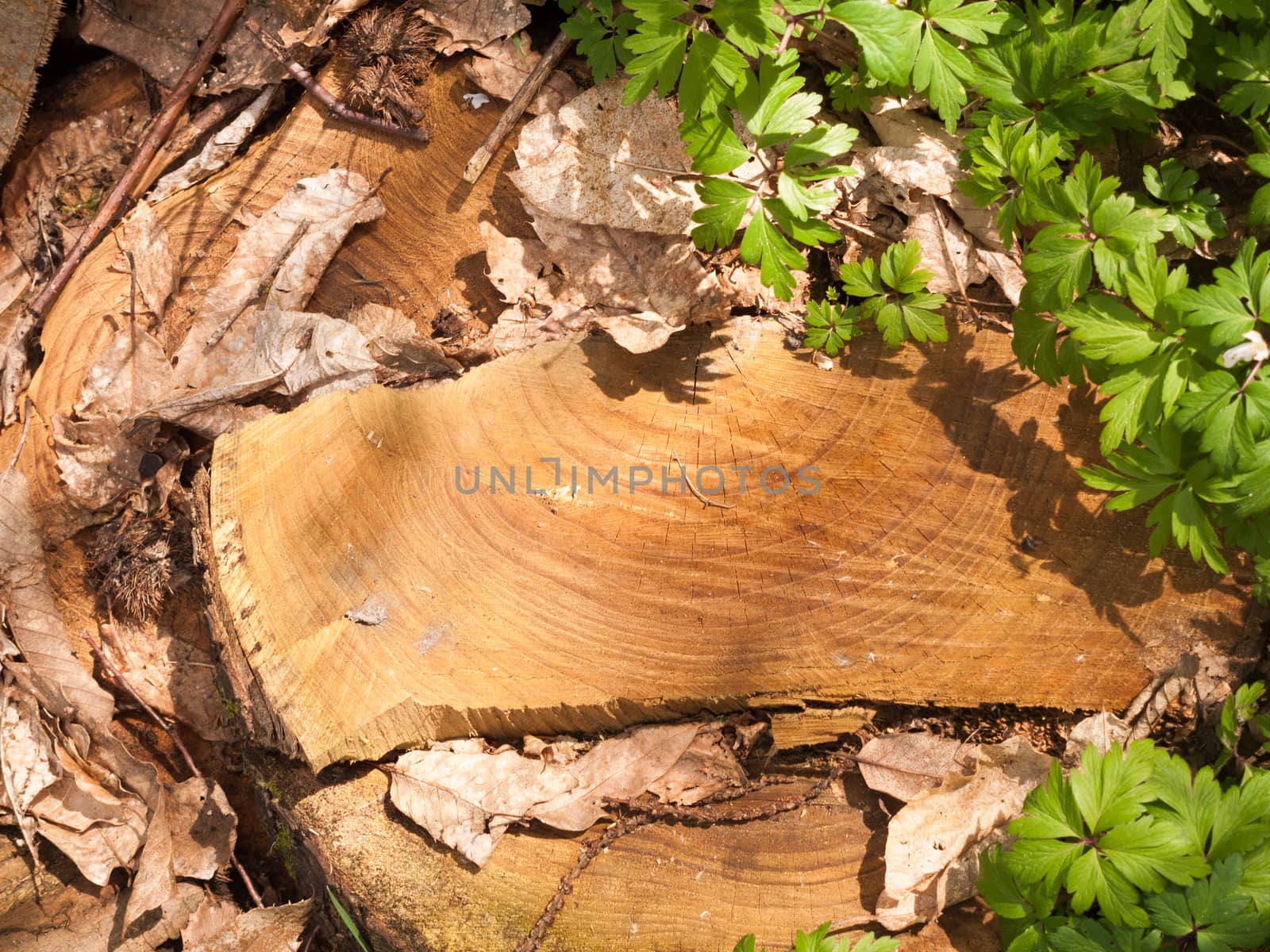 Solid Wooden Finish Cut Stump on the Forest Floor with Golden Light, and Warmth and lovely texture and Greenery and Leaves