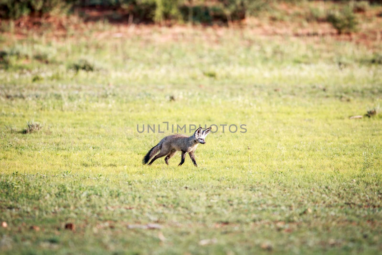 Bat-eared fox walking in the grass in the Kgalagadi Transfrontier Park, South Africa.