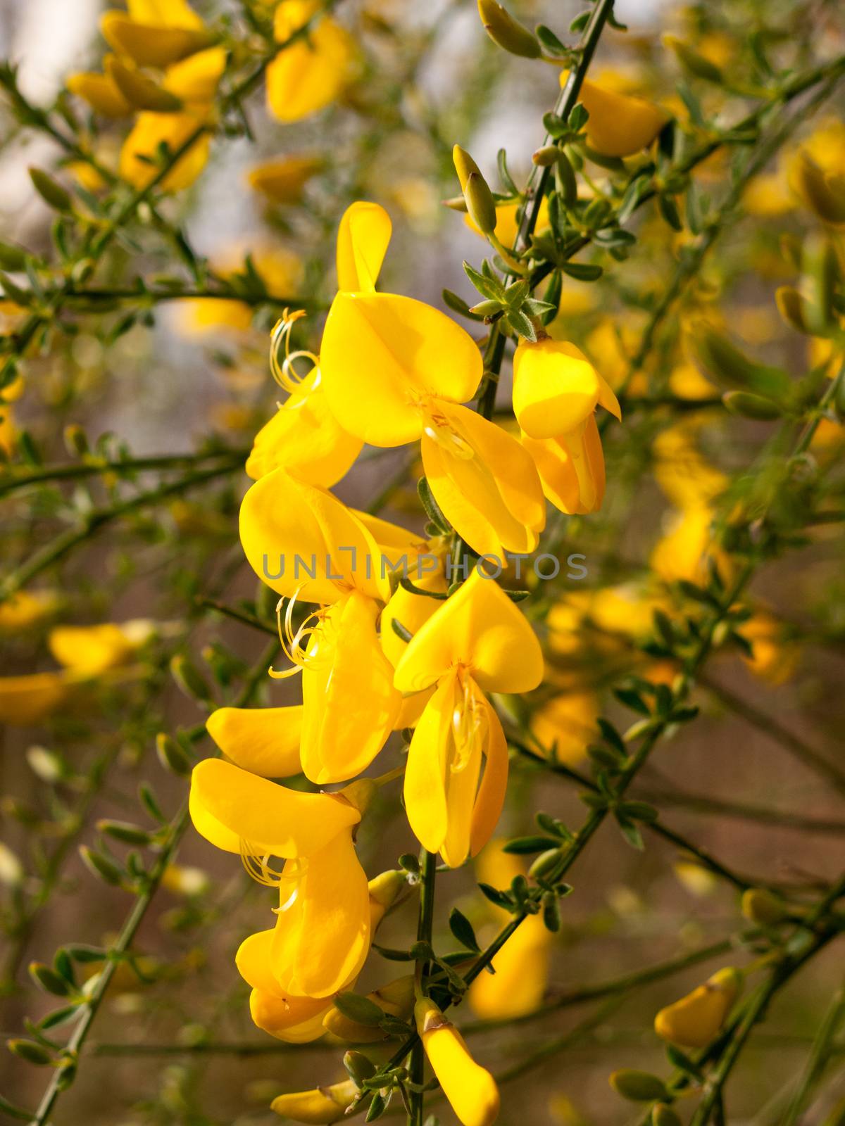 Stunning Dangling Golden Gorse Flower Petals And Heads in the Bright Light of Spring and Sun with Green Branches Behind Bokeh Stunning With Life and Love and Tranquility