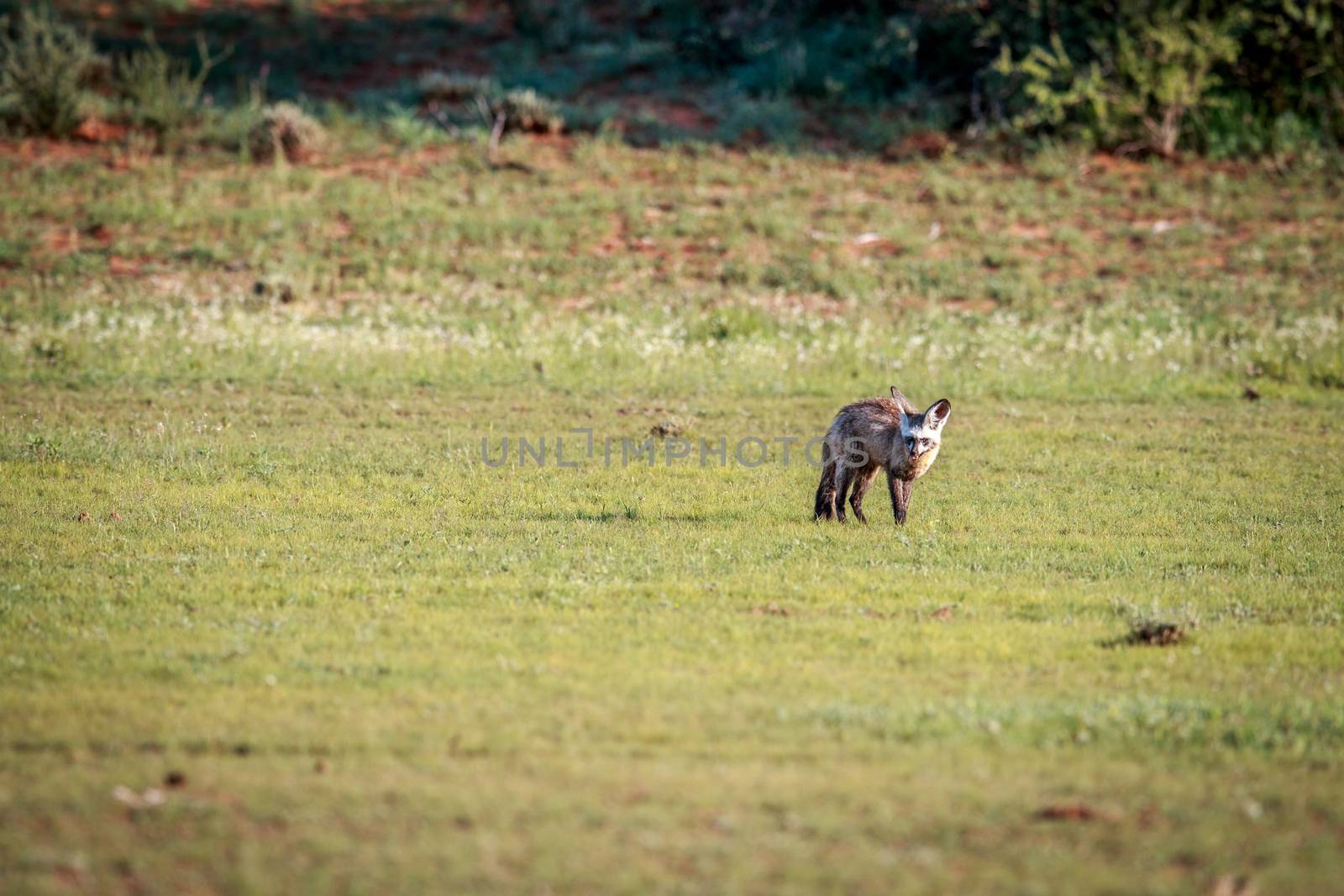 Bat-eared fox walking in the grass in the Kgalagadi Transfrontier Park, South Africa.