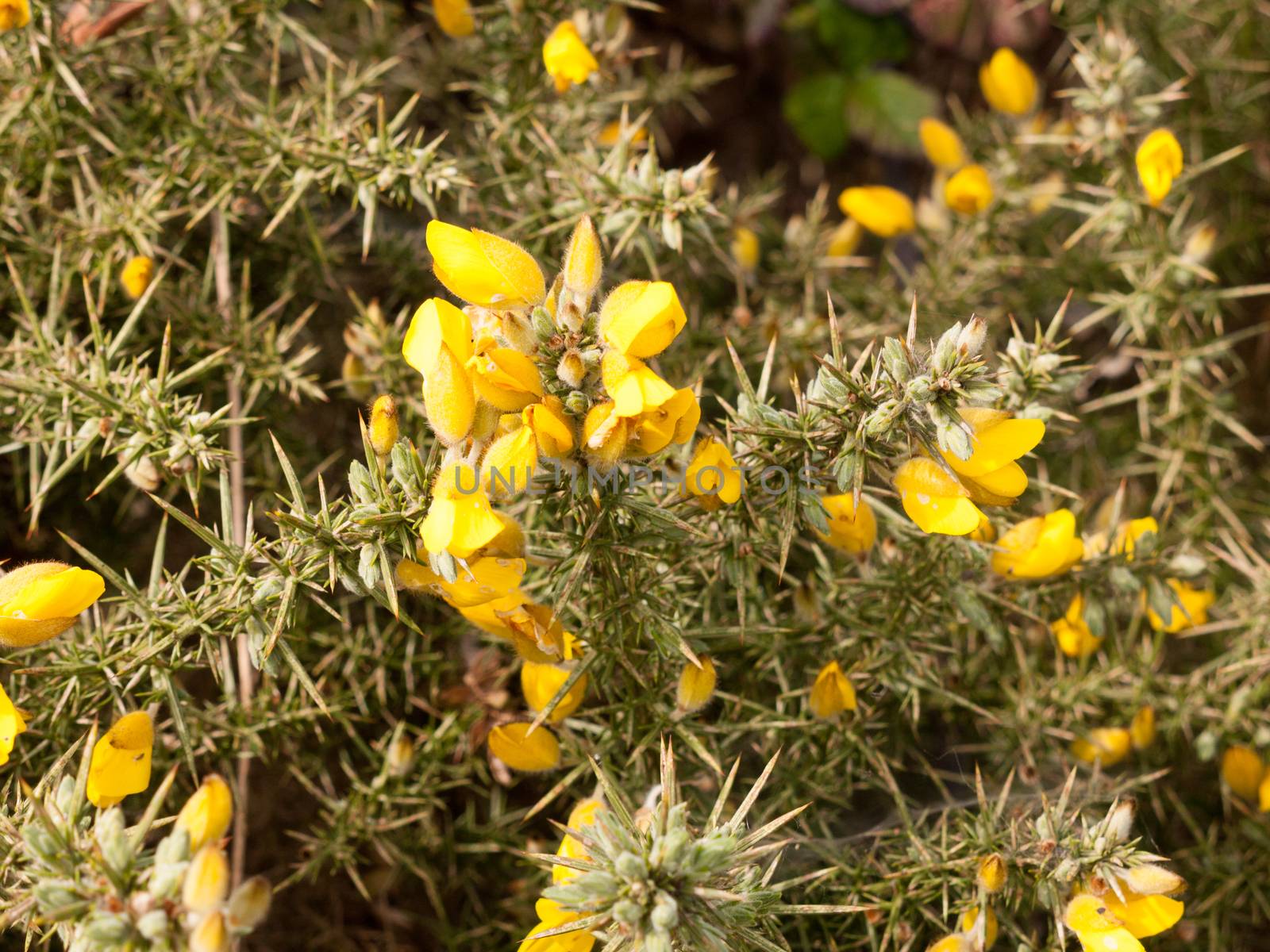 Yellow Gorse Flower Heads in the Spring Sun Light Golden and Bright, Beautiful and Green Spiky Branches