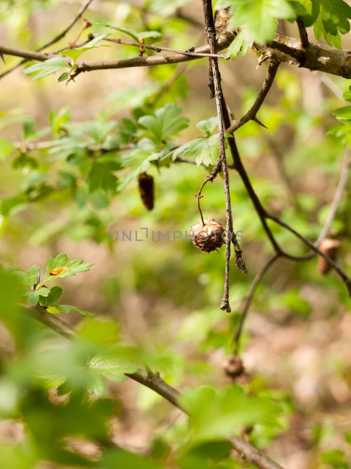 A Close up Dangling Dead Berry in the Forest on a Branch Brown and Decayed in Spring and Bokeh