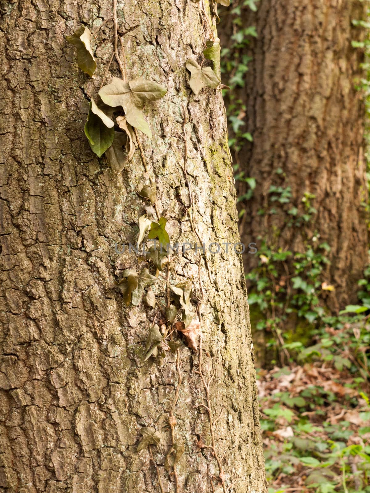 The Pattern and texture of Two Trees in A Forest and ther Brown And Rough Bark with Lines and Cracks and Bumps in the light and with Leaves