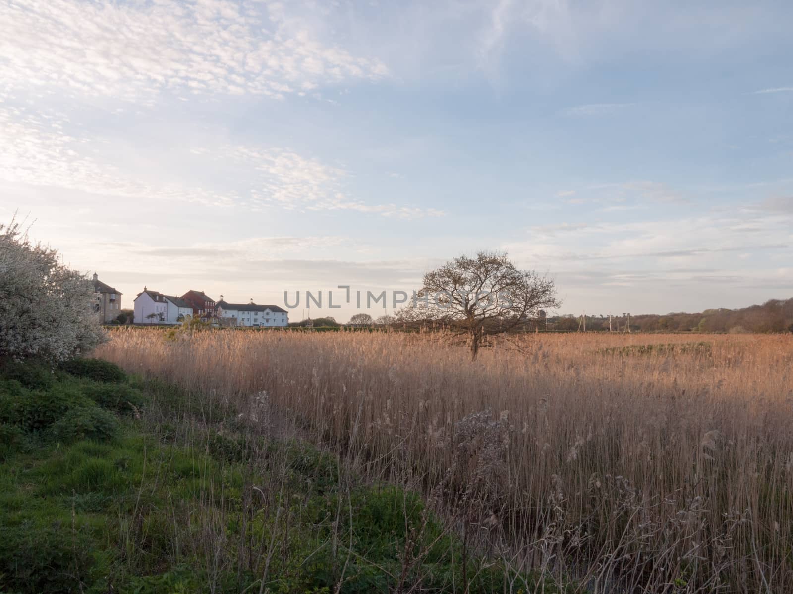 Beautiful Stunning Reeds in as the Sun Goes Down At Afternoon and Evening with Trees Blue Skies Clouds and Golden Hues and Colours, lots of Emotion and Feeling and Grass and High Detail and Landscape