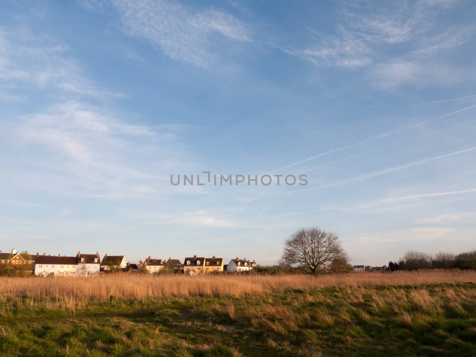 Beautiful Stunning Reeds in as the Sun Goes Down At Afternoon and Evening with Trees Blue Skies Clouds and Golden Hues and Colours, lots of Emotion and Feeling and Grass and High Detail and Landscape