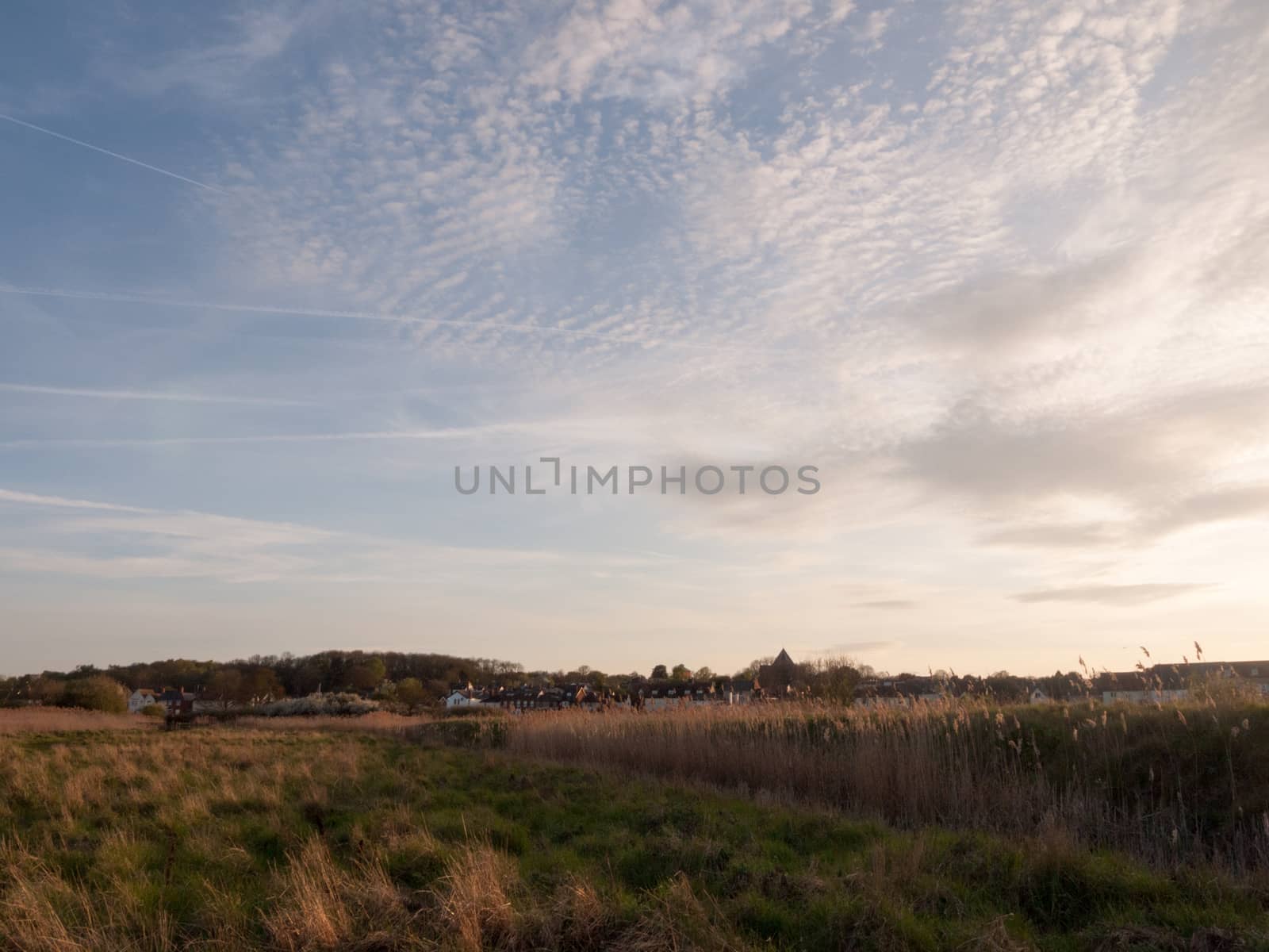 Beautiful Stunning Reeds in as the Sun Goes Down At Afternoon and Evening with Trees Blue Skies Clouds and Golden Hues and Colours, lots of Emotion and Feeling and Grass and High Detail and Landscape