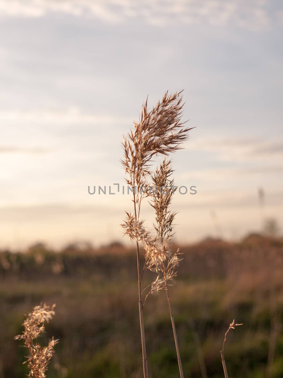 A Single Isolated Reed with Bokeh and Blur and Golden Nice Sunset Hues and Colours, very Hazy and powerful and moving, swaying in wind, macro isolated