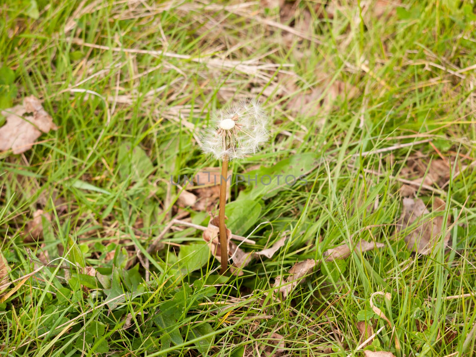 A Half Dispersed White Dandelion Head on the Ground with Grass, Isolated Macro, High Detail and Spring Sun Light