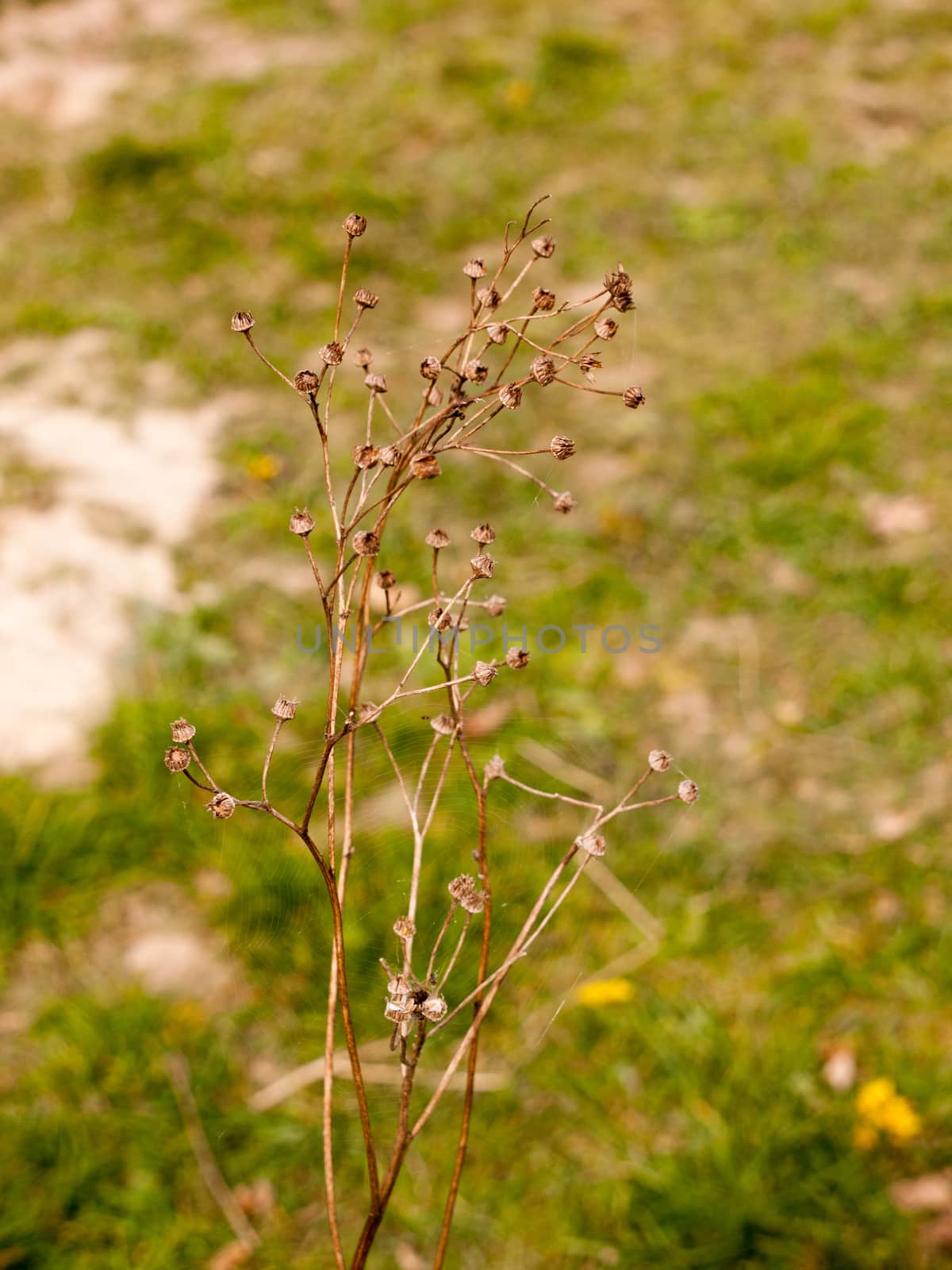 Spindly Dead Skeleton of Plant in Spring Light Macro with Grass Blur Behind, Bokeh