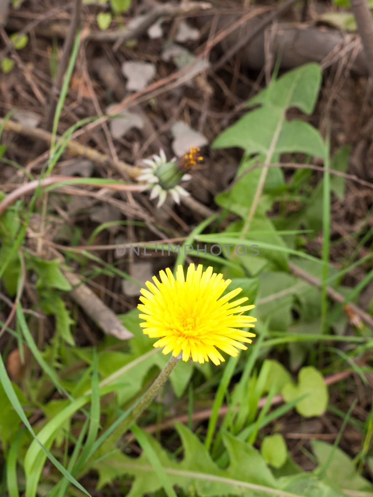 A Perfect Yellow Dandelion in Spring Time in Focus and Up Front, Isolated Macro with leaves Behind on the Ground, Swirling Stem upwards