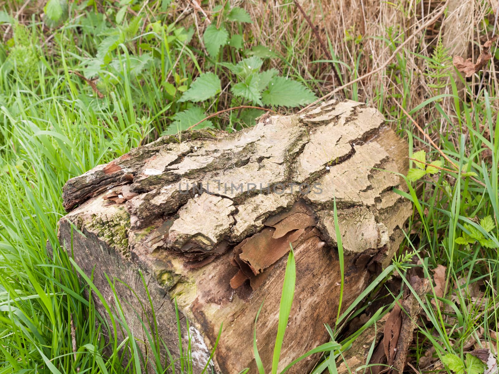 Log Bark of Tree Side on the Ground in the Grass in the Forest with Leaves and Plants Besides