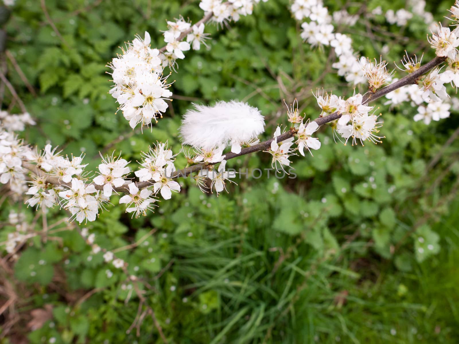 Feather and flower heads in spring