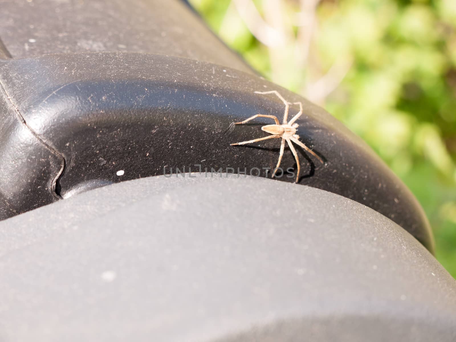 Public Bin Top Spider Macro in Full Day Light by callumrc