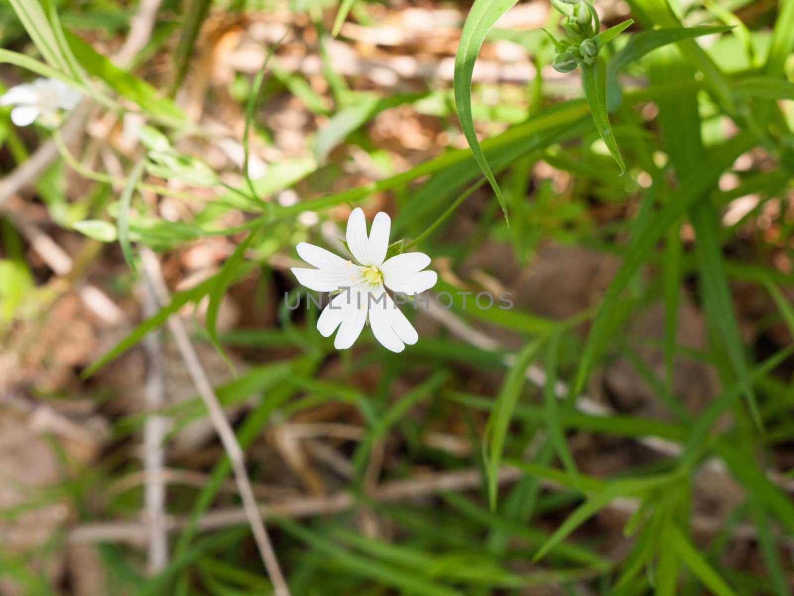 An Isolated White Flowerhead in the Spring Time Light by callumrc