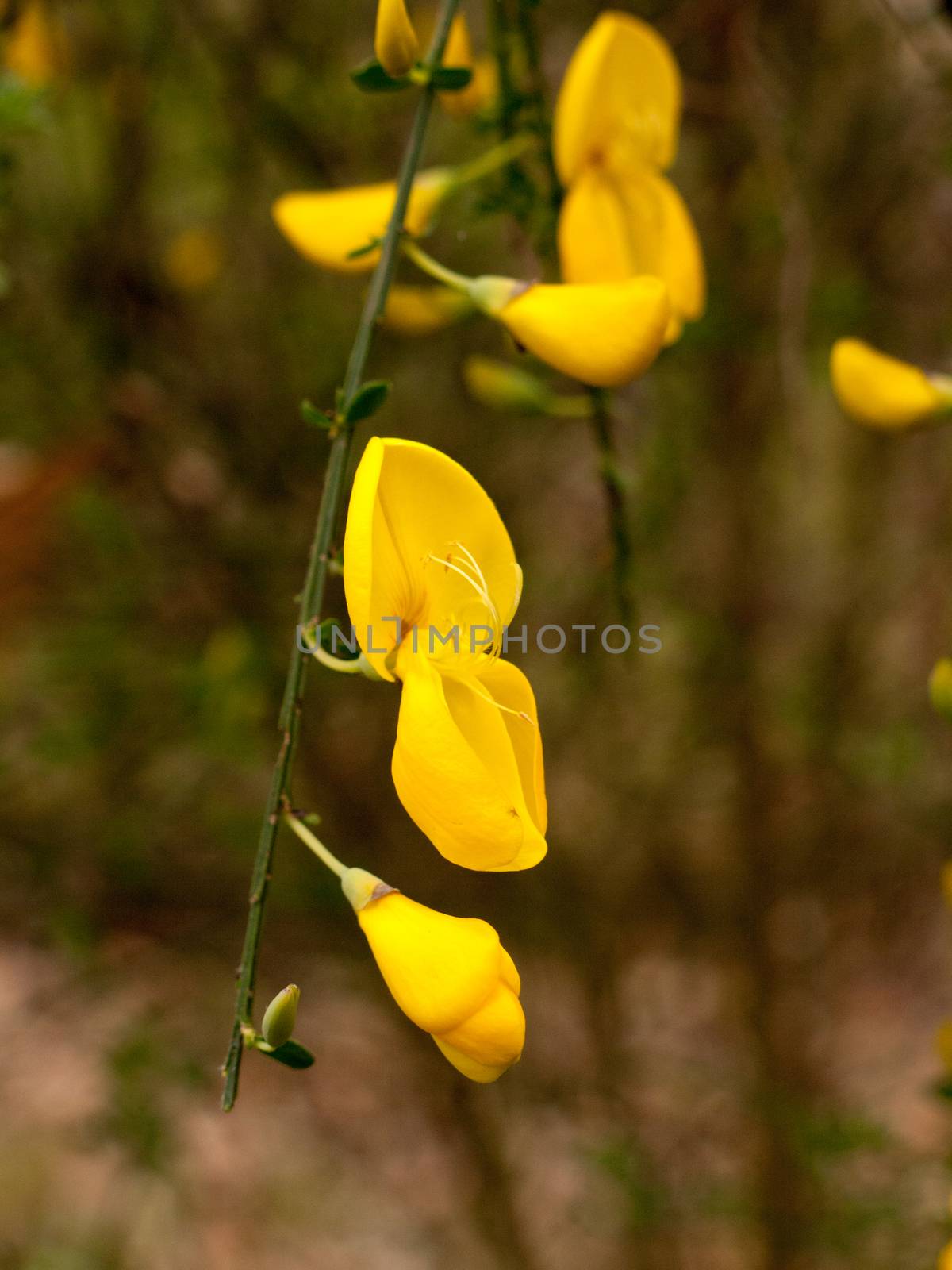 A close up shot of some yellow gorse hanging off its plant