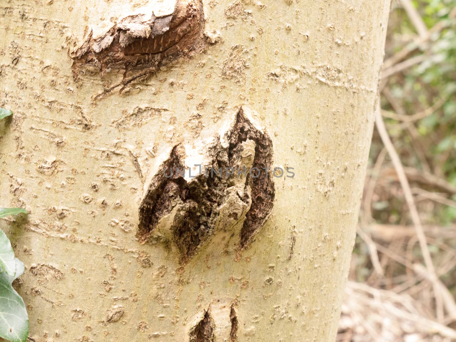 A rough and ripped bit of bark